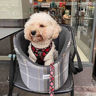 The Belgravia Adjustable Black Plaid Tweed Luxury Dog Carrier