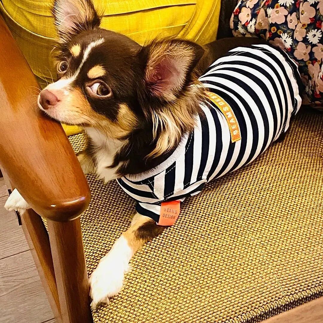 犬服 ドッグウェアブランド専門店 Calulu カルル 公式ペット用品通販サイト