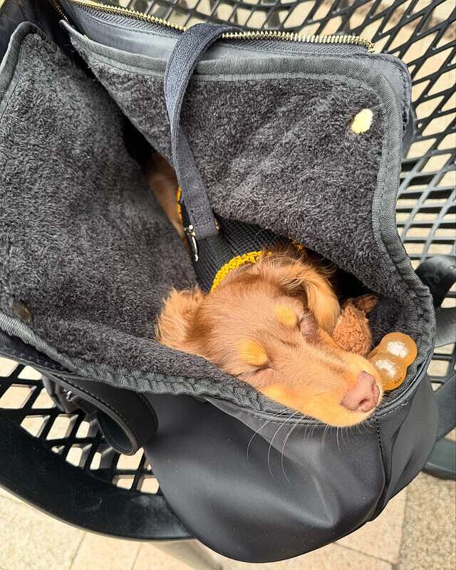 NEW! 'Totes Love You' Dog Carrier