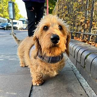 The Cambridge Luxury Dog Harness