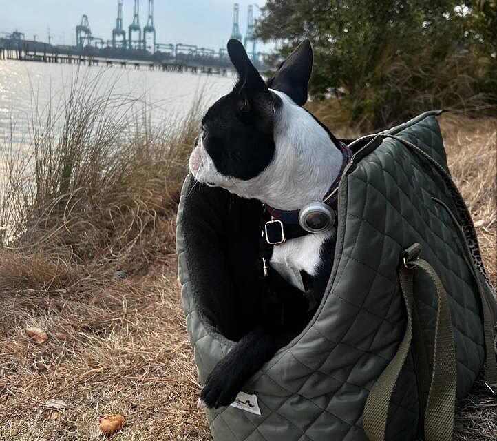 'The Explorer' Quilted Comfort Luxury Dog Carrier