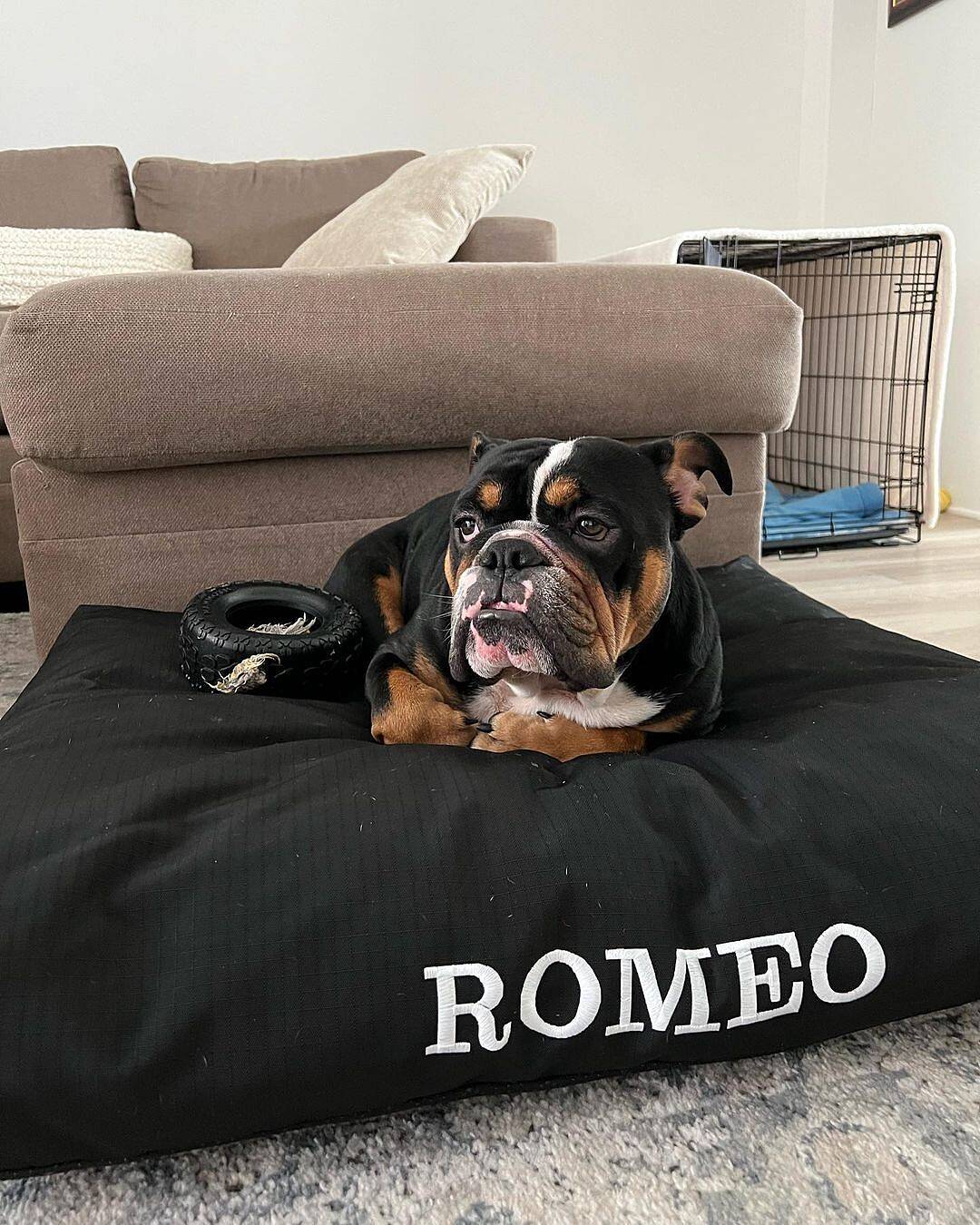 Kong pillow hot sale bed