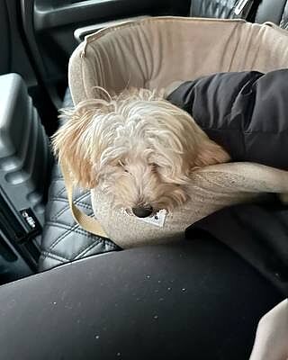 'The Richmond' Biscuit Taupe Beige Luxury Dog Carrier