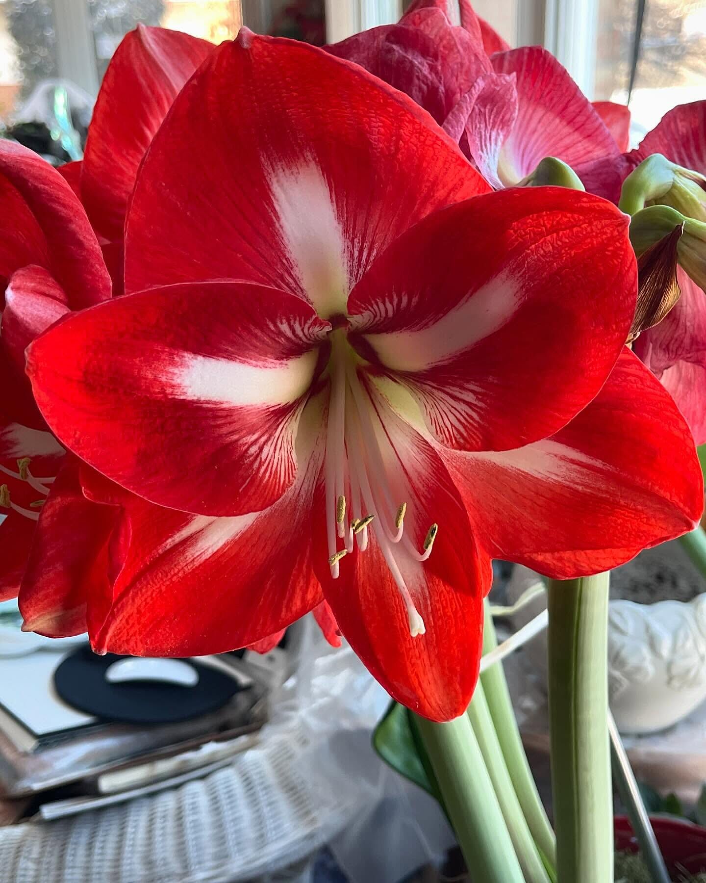 邦楽 amaryllis JokerAmaryllis_600x600_crop_ce