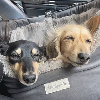 'The Louis' Luxe Grey Velvet Luxury Dog Carrier