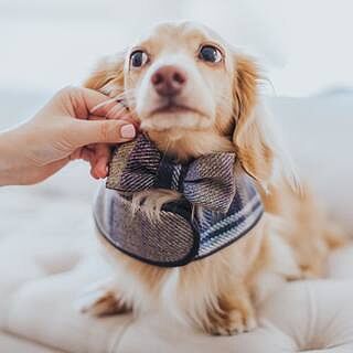 The Cambridge Luxury Dog Harness