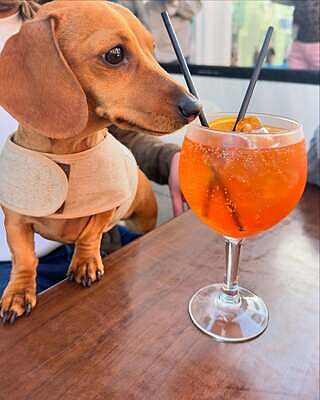 'The Richmond' Biscuit Luxury Dog Harness