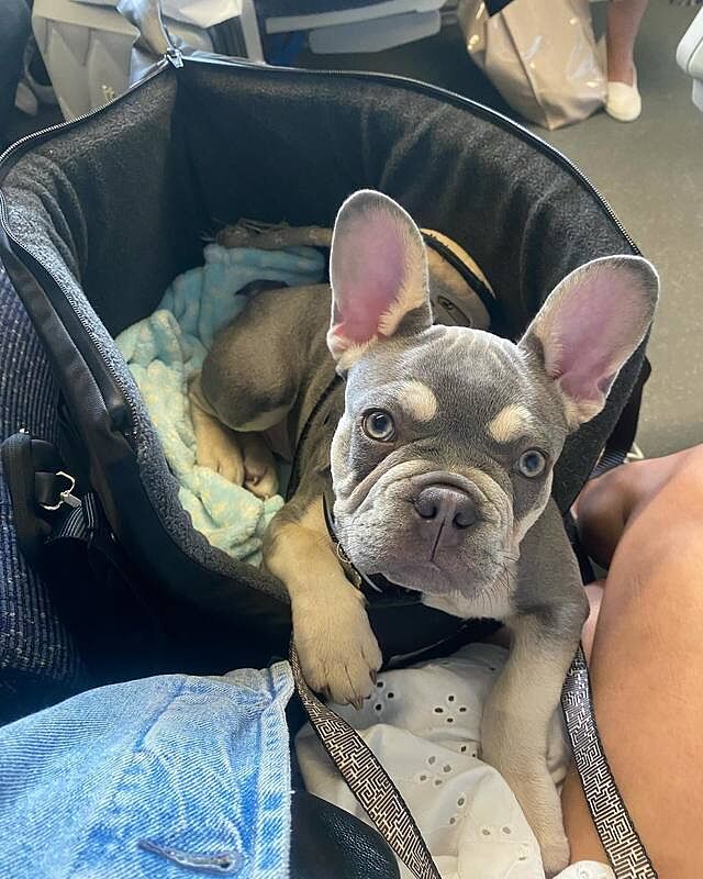 'The Adventurer' All Terrain Adjustable Carrier