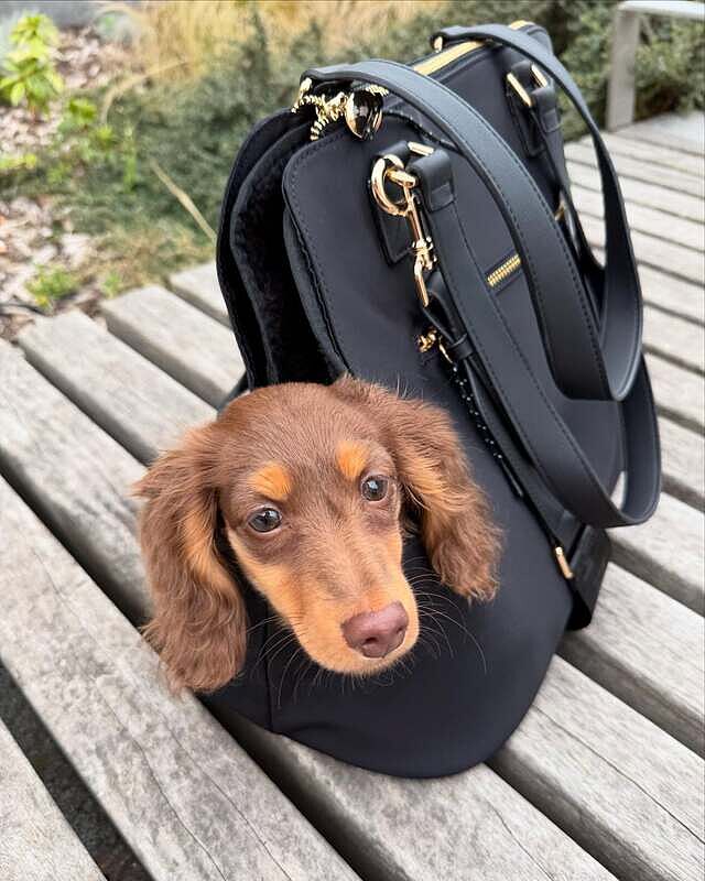 NEW! 'Totes Love You' Dog Carrier