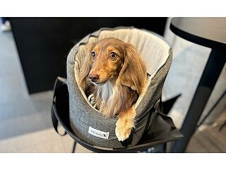 'The James' Charcoal Grey Luxury Dog Carrier
