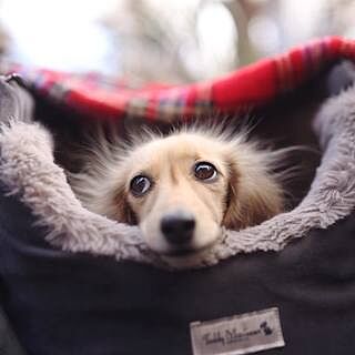 'The Louis' Luxe Grey Velvet Luxury Dog Carrier