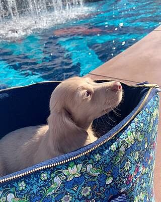 Strawberry Thief Adjustable Luxury Dog Carrier