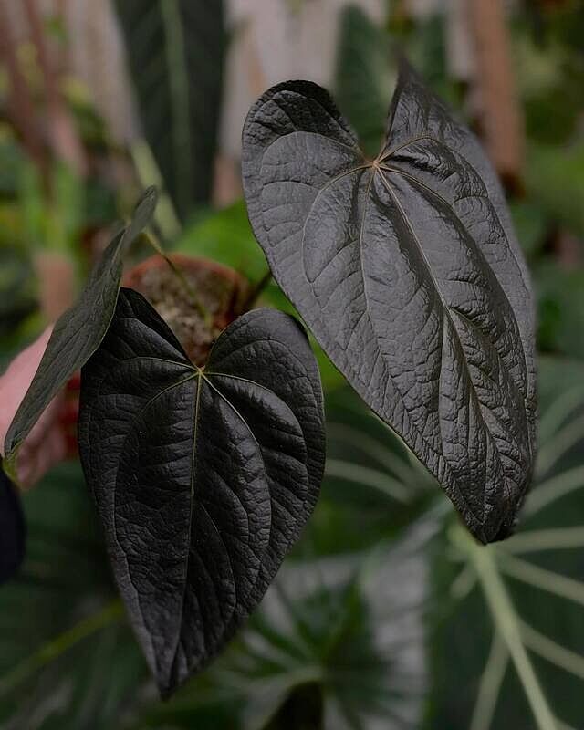Anthurium Queen of Hearts