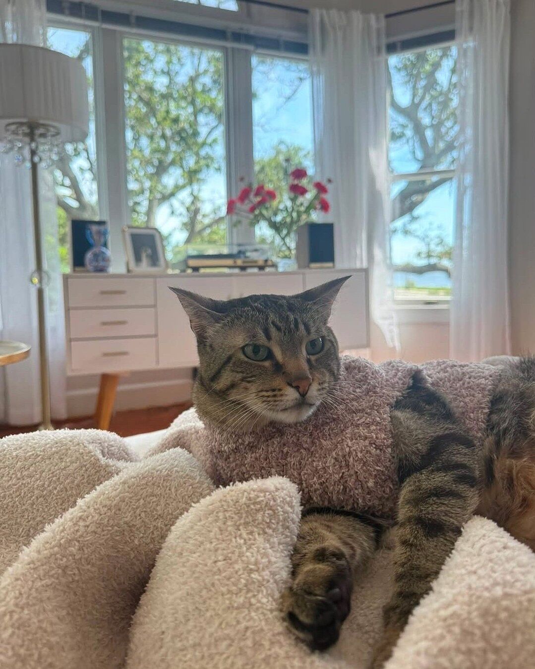 CozyChic® Ribbed Pet Sweater | Barefoot Dreams®