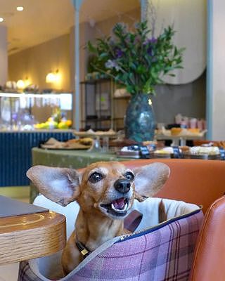 Pink Sheltie Luxury Dog Carrier