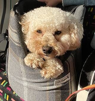 The Belgravia Adjustable Black Plaid Tweed Luxury Dog Carrier