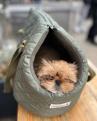 'The Explorer' Quilted Comfort Luxury Dog Carrier