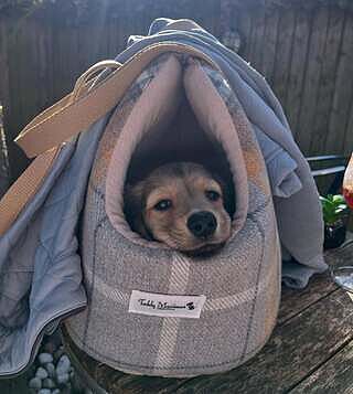 Sand Sheltie Adjustable Plaid Tweed Luxury Dog Carrier