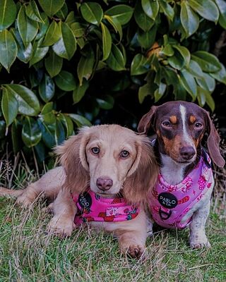Disco Cowgirl: Adjustable Harness