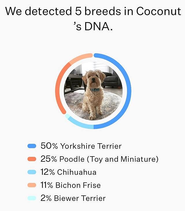 banfield wisdom panel