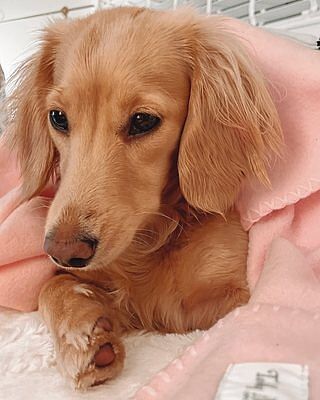 Pink Personalised Fleece Luxury Dog Blanket
