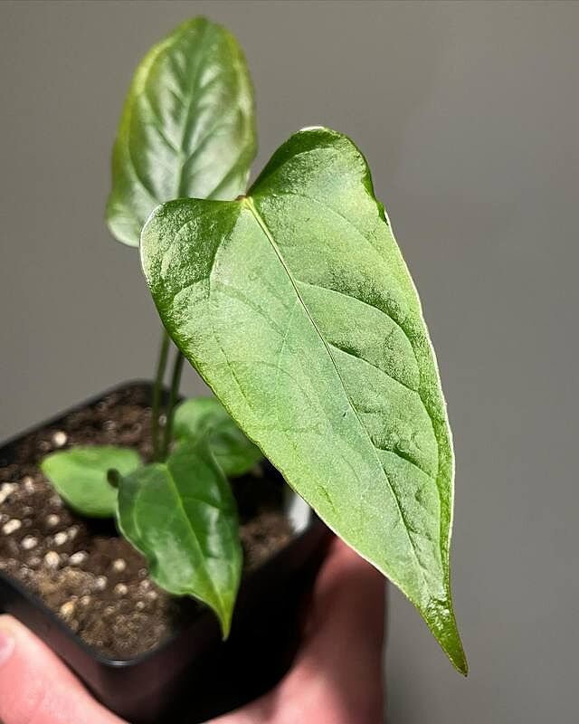 Anthurium Queen of Hearts