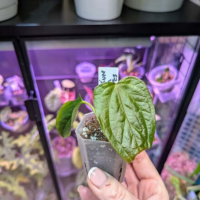 Anthurium Queen of Hearts