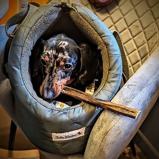'The Explorer' Quilted Comfort Luxury Dog Carrier