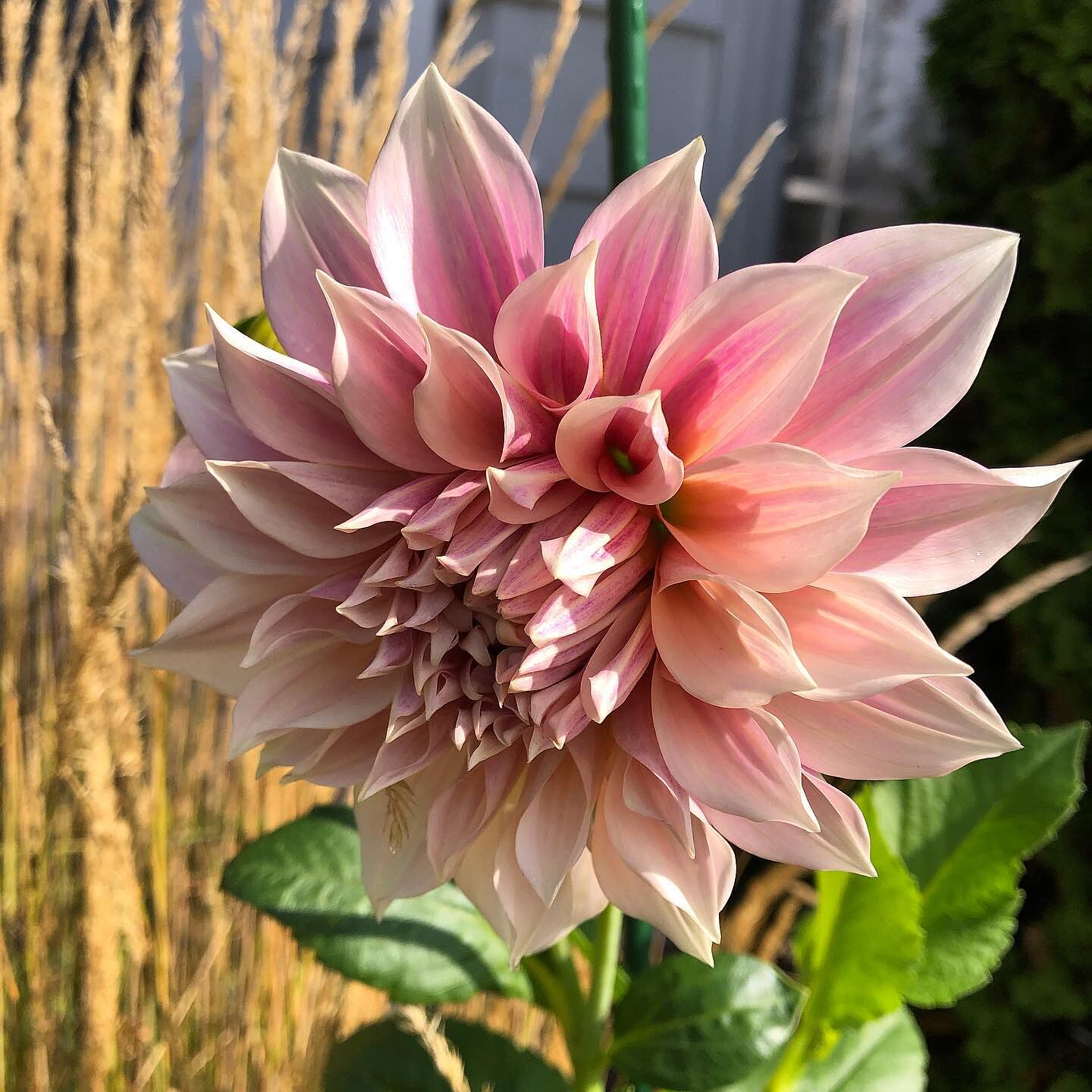 BRIDGESTONE - cafe~au~lite☆ Buy Cafe au Lait Dahlias | Spring Planted Bulbs | Breck's