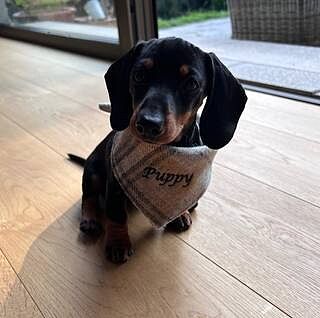 Sand Sheltie Plaid Neckerchief