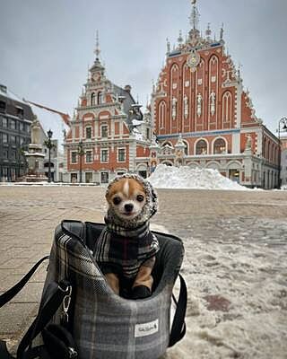 The Cambridge Adjustable Purple Taupe Soft Sided Luxury Dog Carrier