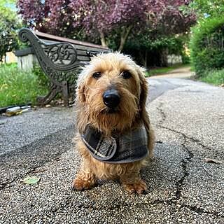 The Belgravia Adjustable Black Plaid Tweed Luxury Dog Carrier