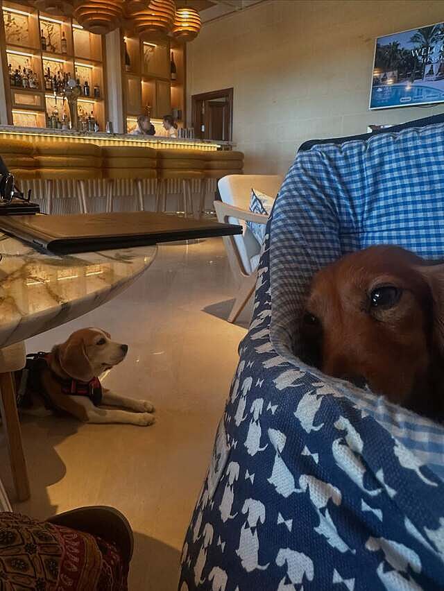 Navy Signature Print Limited Edition -shoot sample