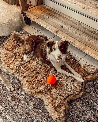 PupRug® Orthopedic Bed + Matching Waterproof Blanket Bundle- Sable Tan