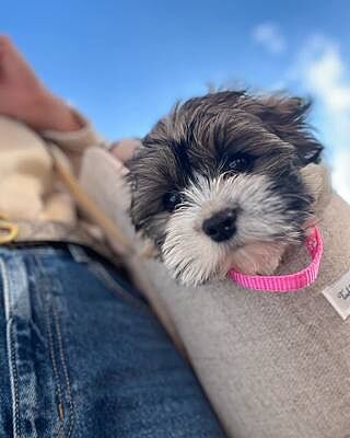 'The Richmond' Biscuit Taupe Beige Luxury Dog Carrier