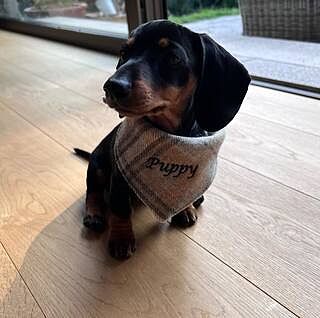 Sand Sheltie Plaid Neckerchief