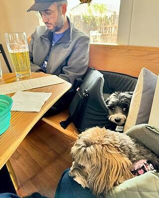 'The Adventurer' Waterproof Adjustable Luxury Dog Carrier