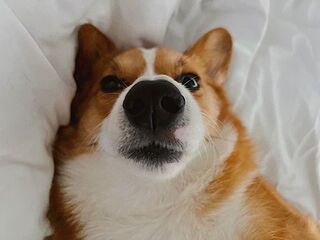 PupSheets™ Hair Resistant, Antimicrobial & Cooling Sheet Set - White