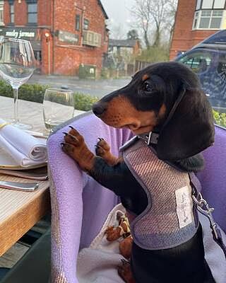 The Cambridge Adjustable Purple Taupe Soft Sided Luxury Dog Carrier