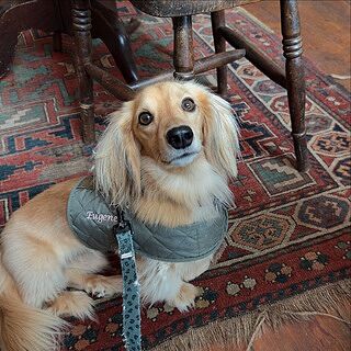 The Explorer Quilted Comfort Luxury Dog Harness