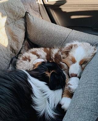 PupProtector™ Memory Foam Dog Car Bed