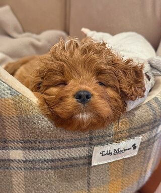 Sand Sheltie Adjustable Plaid Tweed Luxury Dog Carrier