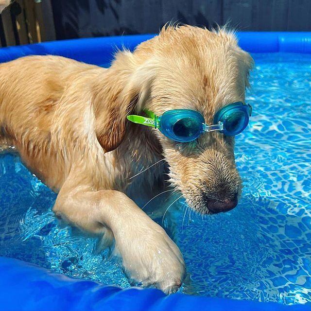 Little Ripper Swimming Goggles