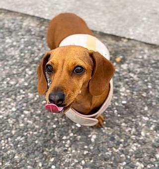 'The Richmond' Biscuit Luxury Dog Harness