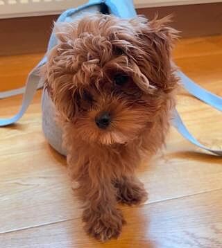 'The Marylebone' Light Grey Luxury Dog Carrier