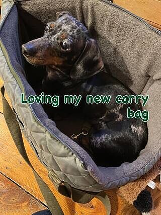 'The Explorer' Quilted Comfort Luxury Dog Carrier