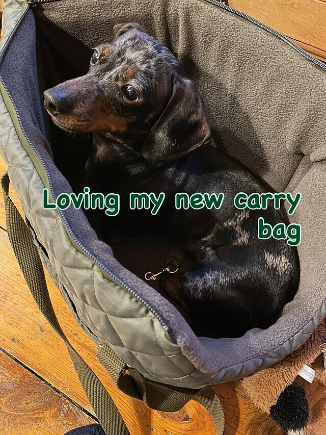 'The Explorer' Quilted Comfort Luxury Dog Carrier