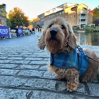 Cotswold Blue Luxury Dog Harness