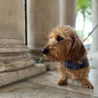 The Cambridge Luxury Dog Harness