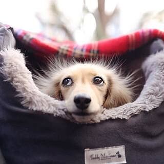 'The Louis' Luxe Grey Velvet Luxury Dog Carrier